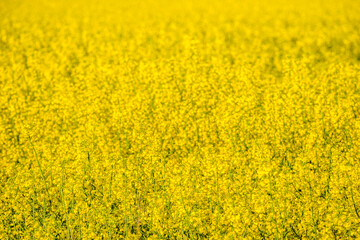 Scenic landscape with yellow rapeseed field. Blooming canola flowers close-up. Yellow flowering rape wallpaper.