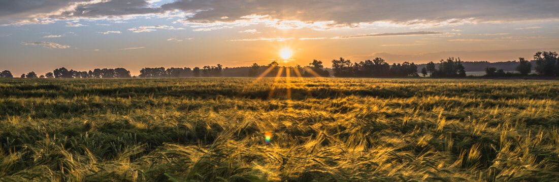 Wheat field, panorma. Landscape of agricultural crop and sunset sky.