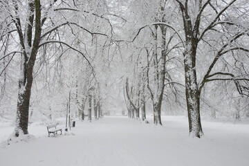 Snow-covered park bench near a tree, winter landscape. Snowfall.