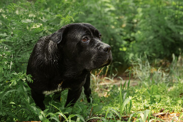 Black dog is wet after swimming in the pond walks in the forest