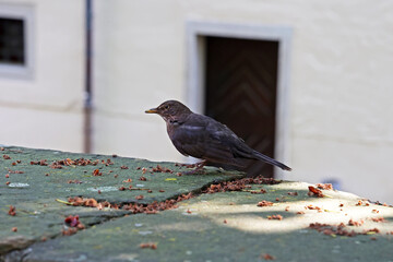 Blackbird on a stone wall in the city - Powered by Adobe