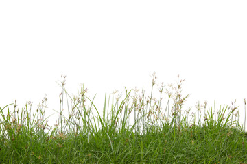 Fototapeta premium Grass isolated on white background.