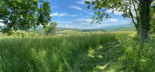 Keefer Oak - Appalachian Trail - Newport, VA