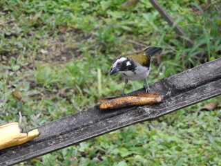 Tangara Mindo Ecuador 