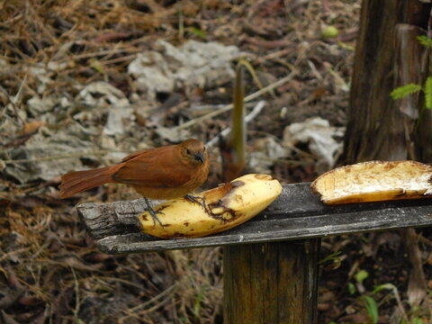 Tangara Mindo Ecuador 