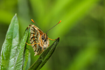 Motyl