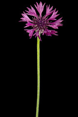 Purple flower of cornflower, lat. Centaurea, isolated on black background