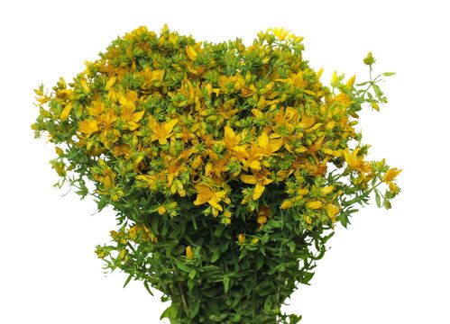 Fresh St. John's wort (Hypericum perforatum) isolated on white background, clipping path