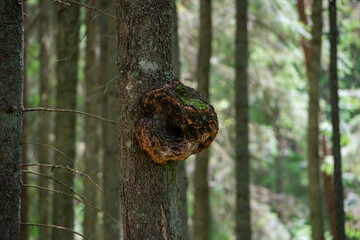 chaga on the birch, mushrooms on the tree, birch bark, birch trunk - Powered by Adobe