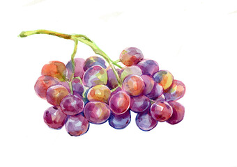 bright watercolor grapes. fruit hand drawing. food illustrations