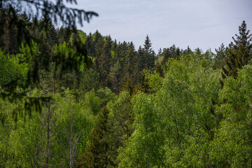 misty forest. far horizon. spruce and pine tree forest abstract texture background