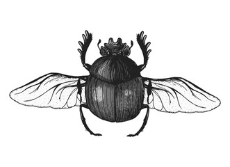 Scarab beetle sketch illustration. Hand drawn. Vintage illustration. - obrazy, fototapety, plakaty