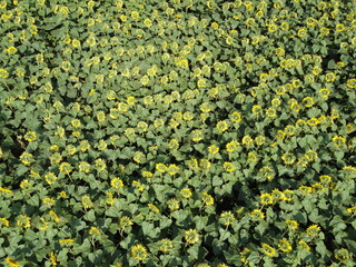 Sunflower field on a sunny day, aerial view. Farm field planted with sunflowers, agricultural landscape.