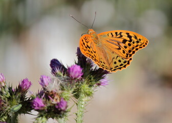 Mariposa naranja y negra. Speyeria aglaja