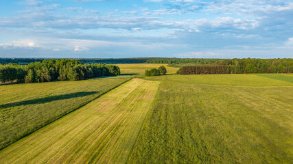 Meadow with trees landscape from aerial