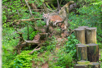 Lynx in green forest with tree trunk. Wildlife scene from nature. Playing Eurasian lynx, animal behaviour in habitat. Wild Bobcat between the trees.