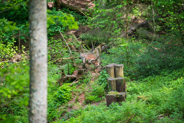 Lynx in green forest with tree trunk. Wildlife scene from nature. Playing Eurasian lynx, animal behaviour in habitat. Wild Bobcat between the trees.
