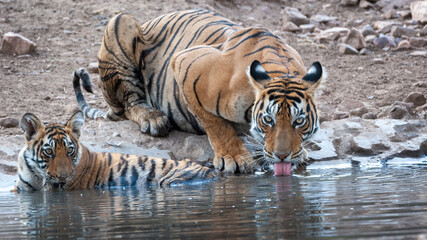 Obraz premium A tigress drinking water in the jungle along with her cub