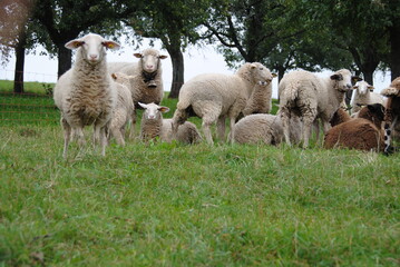 Obraz premium weisse schaf auf dem wiese