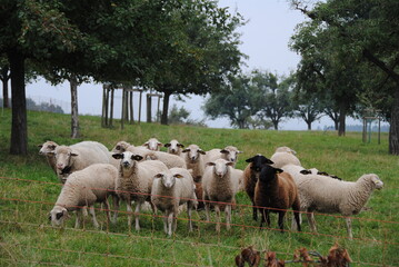 schaf auf dem wiese