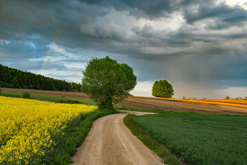 Wiosenny deszcz © piotrwolak