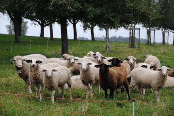 Fototapeta premium neuegerige schaf auf den feld 