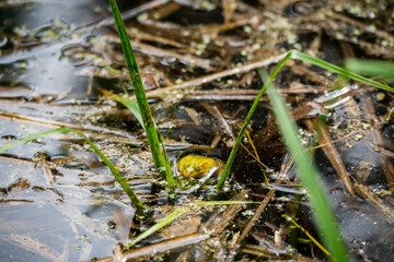Closeup of two mating green frogs