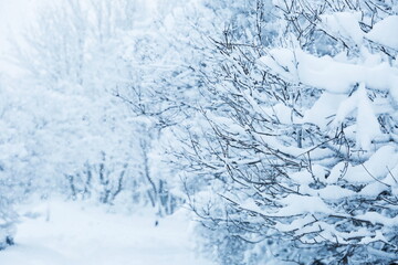 branches of trees covered with snow after a snowfall 