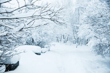 branches of trees covered with snow after a snowfall 