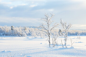 Fototapeta premium beautiful snow covered trees on the field in winter