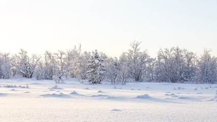 beautiful snow covered trees on the field in winter