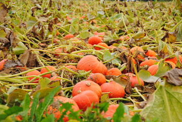 Kürbis auf dem feld