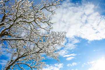 snow-covered tree branches against a blue sky in winter 