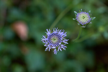 Jasione montana flower
