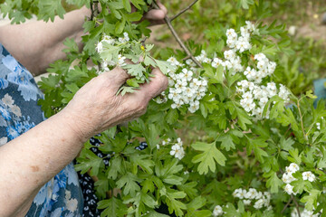 Naklejka na ściany i meble the hands of an old woman collect hawthorn flowers for the preparation of a healing drink