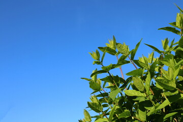 Green shiny leaves against a clear blue sky. The top of a bush or small tree. Stockholm, Sweden, Europe.