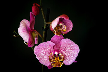 Orchidee