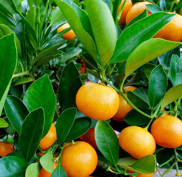 Ripe tangerines in a pot close-up stock images. Citrus tangerine tree detail stock photo. Fresh orange tangerines full frame images