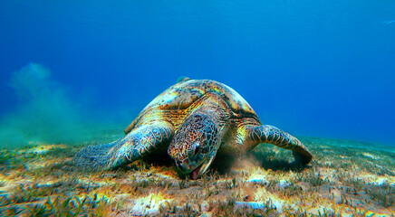underwater turtle eating at the bottom