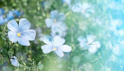 little blue cute flowers. horizontal summer background