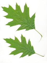 green leaves of red oak tree at spring