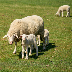 Flock of sheep for landscape maintenance on a meadow in Herrenkrugpark near Magdeburg in Germany