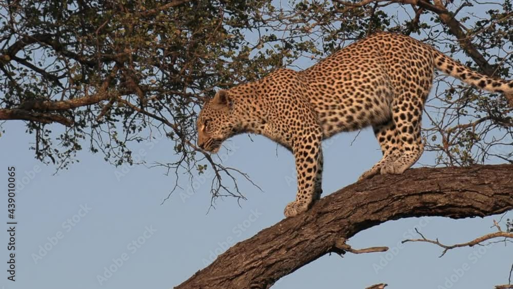 Poster close tracking shot of leopard beginning to climb down from tree