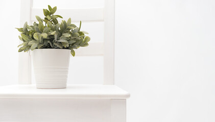 Artificial green plant in pot on chair on background of white wall. Copy space for text. Moving home concept