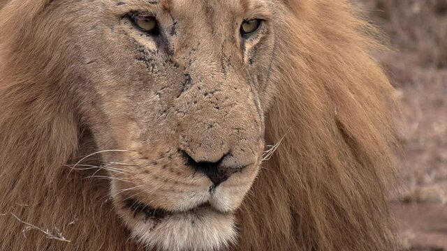Close-up of face of adult male lion with large mane on lookout
