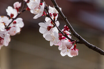 blossoms booming in the springtime