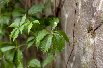 Kompozycja zielone liście na tle muru © Monika