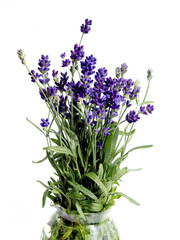 Obraz premium Lavandula angustifolia plant with lila flowers close up