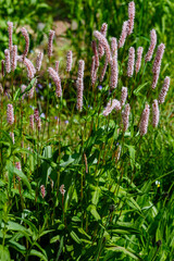 Blossoms of the Common Bistort, Bistorta officinalis.  Snakeroot, Snake-Root, Snakeweed in spring garden. Persicaria bistorta is medicinal plant