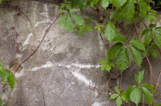 Kompozycja zielone liście na tle muru	
